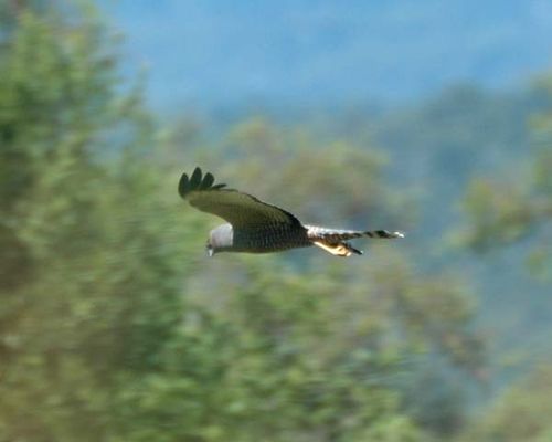 Spotted Harrier | Circus assimilis photo