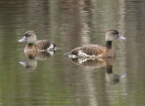 Spotted Whistling-Duck | Dendrocygna guttata photo