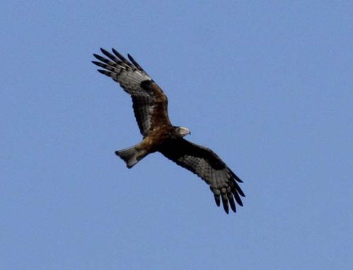 Square-tailed Kite | Lophoictinia isura photo