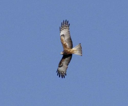 Square-tailed Kite | Lophoictinia isura photo