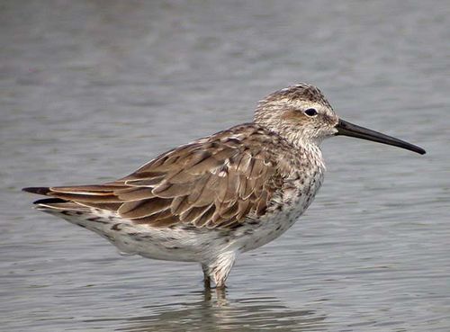 Stilt Sandpiper | Micropalama himantopus photo