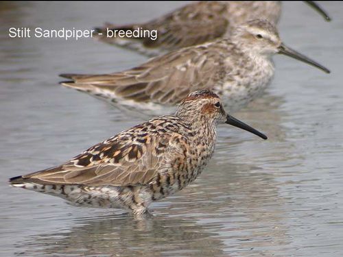 Stilt Sandpiper | Micropalama himantopus photo