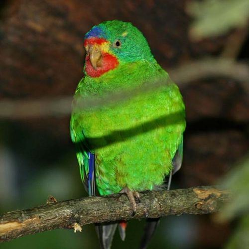 Swift Parrot | Lathamus discolor photo