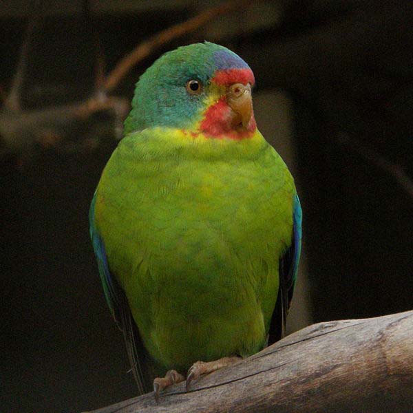 Swift Parrot | Lathamus discolor photo