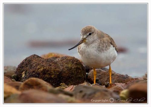 Terek Sandpiper | Xenus cinereus photo