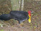 Australian Brush-turkey