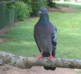 Domestic Pigeon