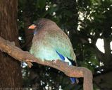 Dollarbird