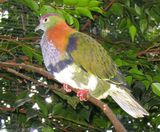 Purple-crowned Pigeon