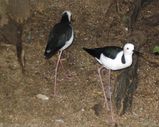 Black-winged Stilt