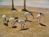 Australian White Ibis