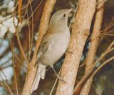 Grey Shrike-thrush