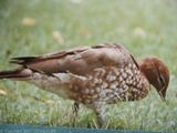 Australian Wood Duck