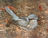 Bush Stone-curlew