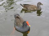 Dusky Moorhen