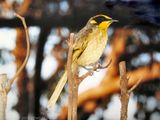 Yellow-tufted Honeyeater