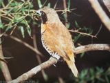 Chestnut-breasted Mannikin