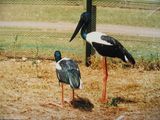 Jabiru