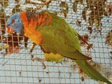 Red-collared Lorikeet