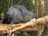 Red-tailed Black Cockatoo