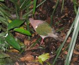 Green-winged Pigeon