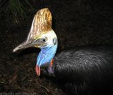 Cassowary