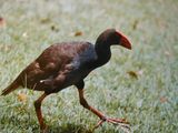 Purple Swamphen