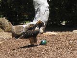 Black-breasted Kite