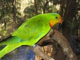 Superb Parrot