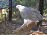 White-bellied Sea-Eagle