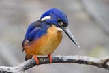 Azure Kingfisher