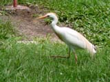 Cattle Egret