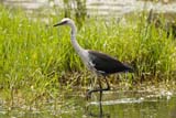 Pacific Heron