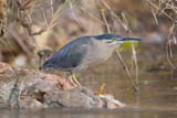 Striated Heron