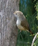 Tasmanian Thornbill