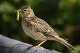 Eurasian Skylark