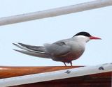 Antarctic Tern