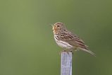 Red-throated Pipit