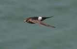 Fork-tailed Swift