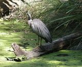 Great-billed Heron