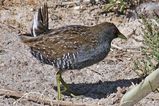 Australian Spotted Crake