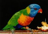 Rainbow Lorikeet