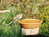 Noisy Friarbird