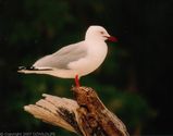 Silver Gull