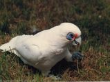 Little Corella