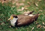 Masked Plover