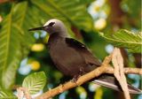 White-capped Noddy