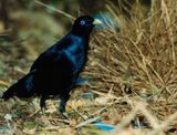 Satin Bower Bird