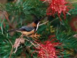 Eastern Spinebill