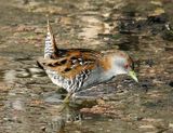 Baillons Crake